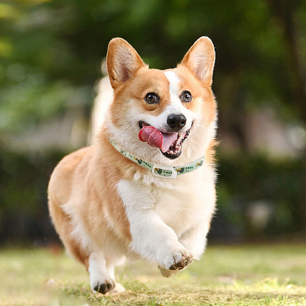 Anti-flea Repellent Pet Collar